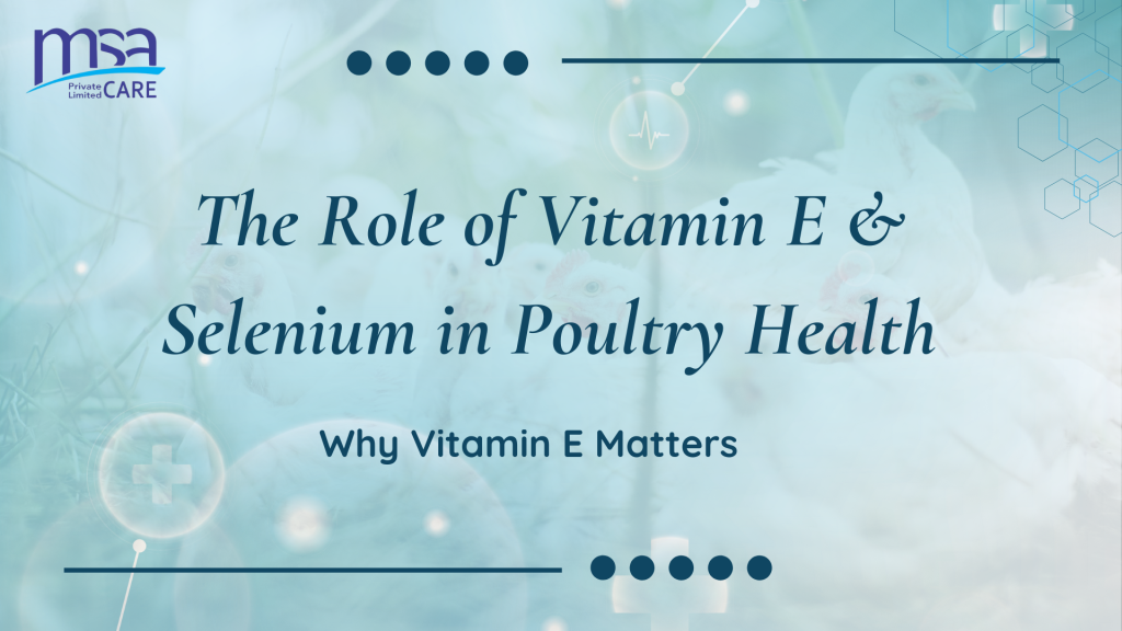 role of vitamin E