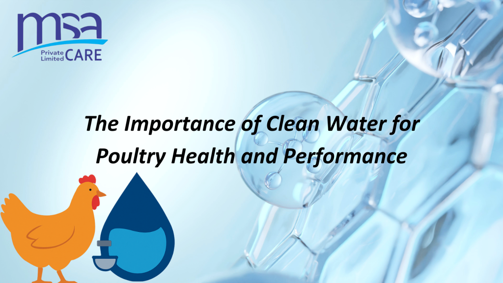 clean water for poultry