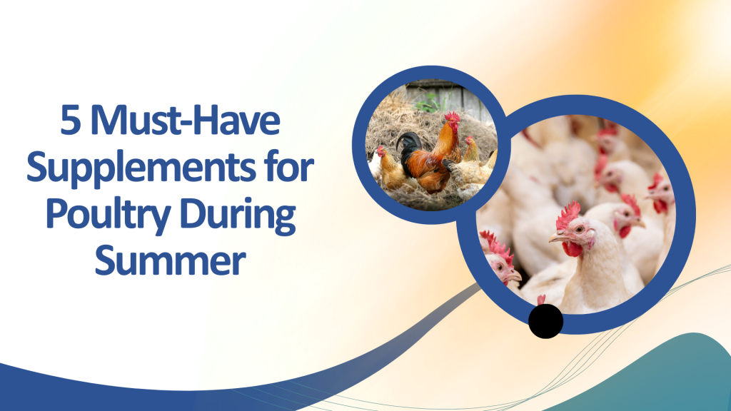 supplements for poultry during summer