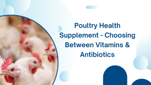 poultry health supplements
